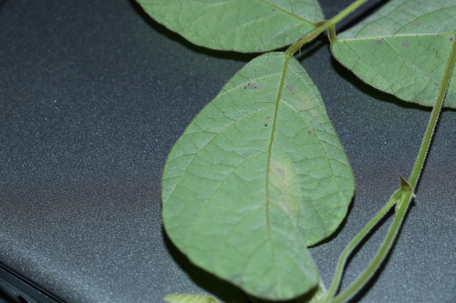 Image of Rusty Glycine (Glycine tomentella) by (c) Greg Tasney, some rights reserved (CC BY-SA)