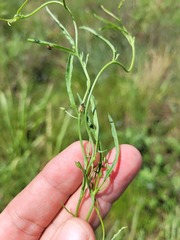 Convolvulus graminetinus