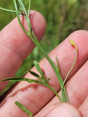 Convolvulus graminetinus