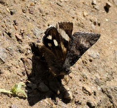 Litocala sexsignata