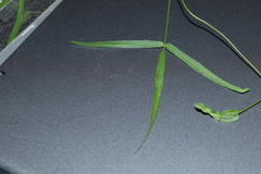 Vigna vexillata angustifolia