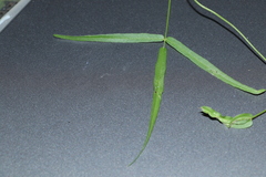Vigna vexillata angustifolia