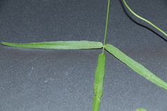 Vigna vexillata angustifolia