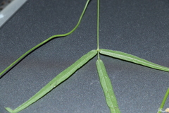 Vigna vexillata angustifolia