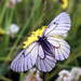Parnassius hoenei - Photo (c) Pavel Gorbunov, some rights reserved (CC BY-NC), uploaded by Pavel Gorbunov