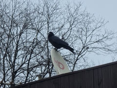 Corvus macrorhynchos