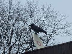 Corvus macrorhynchos