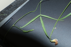 Vigna vexillata angustifolia