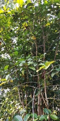 Coffea canephora