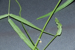 Vigna vexillata angustifolia