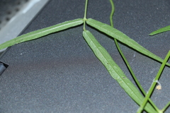 Vigna vexillata angustifolia
