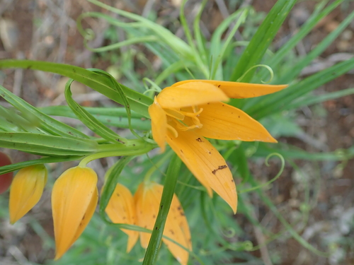 Gloriosa modesta (Gloriosa modesta)