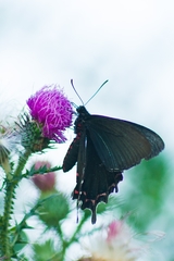 Parides bunichus