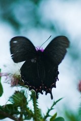 Parides bunichus