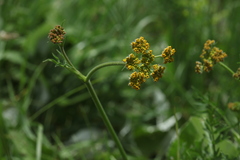 Pastinaca aurantiaca
