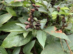 Flemingia macrophylla