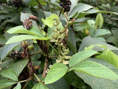 Flemingia macrophylla
