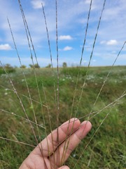 Digitaria divaricatissima