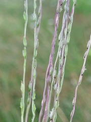 Digitaria divaricatissima