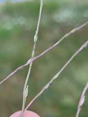 Digitaria divaricatissima
