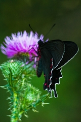 Parides bunichus