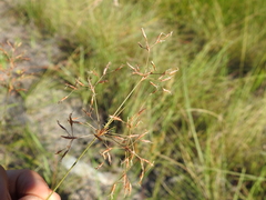 Fimbristylis cinnamometorum
