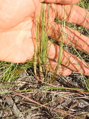 Fimbristylis cinnamometorum