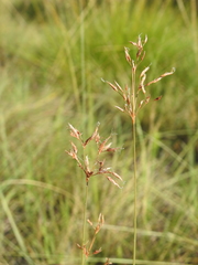 Fimbristylis cinnamometorum