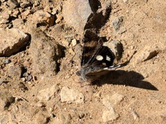 Litocala sexsignata