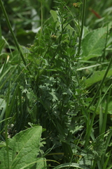 Pastinaca aurantiaca