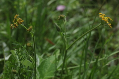 Pastinaca aurantiaca