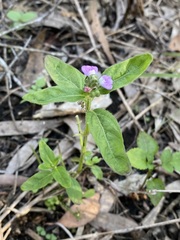 Rostellularia obtusa