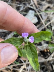 Rostellularia obtusa