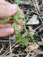 Rostellularia obtusa