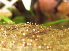 Stilbocrea gracilipes