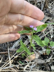 Rostellularia obtusa