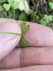 Hydrocotyle paludosa