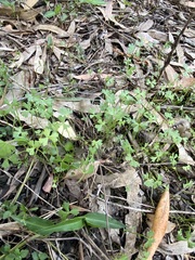 Hydrocotyle paludosa