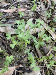 Hydrocotyle paludosa