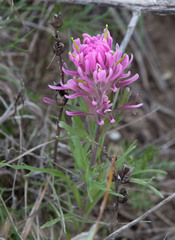 Castilleja purpurea