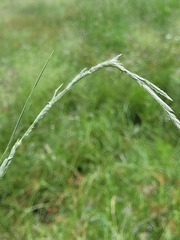 Eragrostis megalosperma