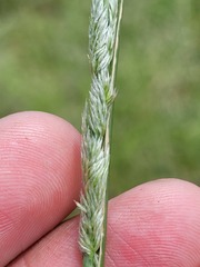 Eragrostis megalosperma