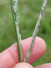 Eragrostis megalosperma