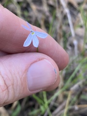 Lobelia stenophylla