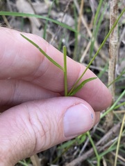 Lobelia stenophylla