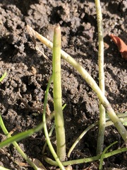 Lilaeopsis polyantha