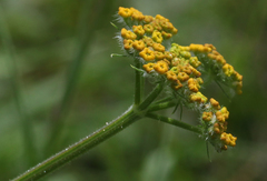 Pastinaca aurantiaca