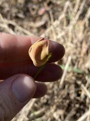 Vigna vexillata angustifolia