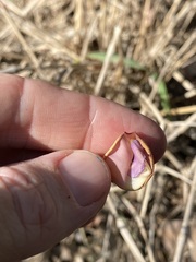 Vigna vexillata angustifolia