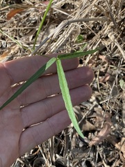 Vigna vexillata angustifolia